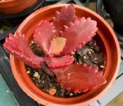 缺貨中~ 3寸盆 朱蓮 多肉植物 室內植物 綠化植物