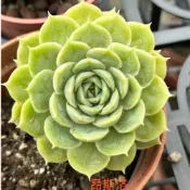 多肉植物-昂斯洛（穴盤苗不附花牌）-慈碩農場嚴選繁殖進口品種