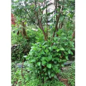 南非葉濕品，枝條二支(10公分)18元、枝條含葉100公克25元、葉子50公克69元