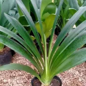 君子蘭 5吋四季常青植物蝴蝶蘭花苗 君子蘭盆栽