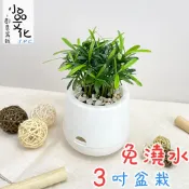 小品文化｜羅漢松 3吋小盆栽｜免澆水盆栽 辦公室盆栽 室內植物 桌上盆栽 懶人盆栽 自動吸水盆栽 質感植栽｜雪胖盆