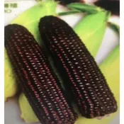 ┌黑蜜巧克力玉米┐種子 ☆好康大優惠!!! 凡購買本賣場10包送1包!