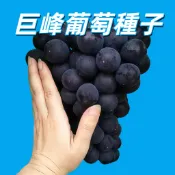 【巨峰葡萄種子】日本品系 台灣現貨 盆栽 庭院 果樹苗 自育 實生苗 高發芽率 陽台果樹 家庭農園 新手易種植