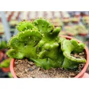 【多肉好好買】三寸盆 綴化珊瑚大戟 多肉植物 現貨