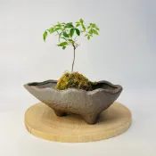 小品盆栽 真柏 黑松 台灣現貨【三足波浪造型盆】珍珠柏 羅漢松 櫸木 多肉 塊根植物 小品盆異形陶盆 控根花盆 植木缽