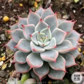 3吋盆【粉紅爪】多肉植物|多肉|療癒小物| 組盆|［Xuan肉園］
