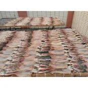 （10+1）阿根廷魷魚乾（60～75克）/支～尤魚乾（今年最新鮮入港）魷魚乾 一夜乾 魚翅 魷魚 魚乾 日本干貝 乾貨