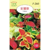【天橙種子】彩葉草種子 F-260 混合色 2~10月播種 花卉類種子  天星牌 穗耕種苗 家庭園藝 彩色原包裝