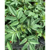 慶平花坊-[芳香萬壽菊苗]香草植物-3吋盆/多年生草本菊科的香草植物/全株具有淡淡甜甜的香味/嫩葉可以泡茶作飲料