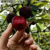 現貨🍒【高產楊梅樹種子】（50粒） 大果楊梅種子 多年生水果種子 年年掛果 最快次年結果 庭院農田山地皆可種植 盆栽地栽