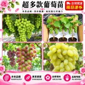 台灣現貨🍇【30款葡萄苗】🍇超多款葡萄苗 四季種植水果 巨峰葡萄 紅提 美國青提 黑加侖葡萄 陽台庭院盆栽 基地現挖直發