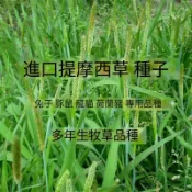 森禾|提摩西種子 牧草種子 兔子豚鼠食用牧草種子兔子糧食  多次割收草坪 多年生牧草種子