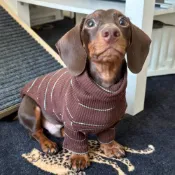 (店+)寵物奇城🐾🏚️ 臘腸防寒打底秋冬款寵物貓咪加厚保暖狗狗衣服小型狗狗肚子
