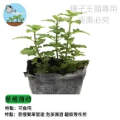 草莓薄荷種子 香草植物 可食用薄荷 泡茶香料 廚房陽台盆栽 好種易活 四季採收 療癒香草園 新手推薦 台灣現貨