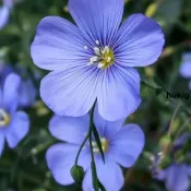 🔥🔥熱銷 藍花亞麻種子（100粒 現貨秒發）藍亞麻 花種子 波斯菊 太陽花種子 四季播種 陽臺盆栽 花卉種子 包發芽