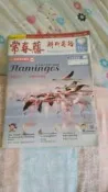 常春藤解析英語 400 期  我最火紅─美麗的火烈鳥