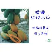 木瓜苗  矮種木瓜 熱門品種 紅妃 兩性株 矮種木瓜苗