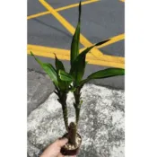 特價-龍血樹 龍鐵樹 巴西鐵樹單株裸根苗 生命力強 長根快速 插枝就能繁植 台中 立力花園