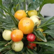🌶️【義大利花束 辣椒種子】🌶️新種上市 （不辣）高度約為40CM 果實成串 高產可觀賞可食用辣椒種子 庭院陽台盆栽種植