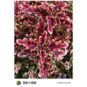 滿築觀葉彩葉草（95）