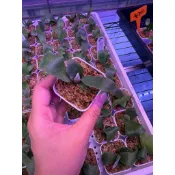 鹿角蕨 侏儒爪哇細菌孢子苗｜2吋盆｜健康芽頭｜蕨靜叢森