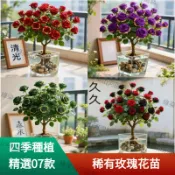 🌹當天出貨【稀有玫瑰花苗】🌹 帶葉子出貨 濃香型玫瑰花苗 花卉綠植盆栽觀賞 陽台庭院室內外老根耐寒四季開花