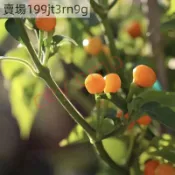 🌶️【查拉皮塔辣椒種子】🌶️新種上市 （辣）高度約為100-120 CM 果實芳香 高產可觀賞可食用辣椒種子