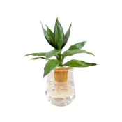 (店+)理想小品｜蓮花竹｜水耕盆栽｜塑膠盆栽｜無土種植｜室內桌上植物 觀葉植物 水耕植物 送禮植物 桌上擺飾 塑膠鑽石瓶