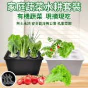 青青園藝🔥發票🔥6孔家庭種菜盆 水耕菜盆 貓草盒 小麥草 花盆 種植盆 無土栽培 水耕苜蓿芽 水種芽菜