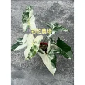 初花農場2店|斑葉合果芋|斑葉姑婆芋｜熊貓合果芋｜黃斑合果芋｜3寸盆|室外植物｜觀葉植物｜