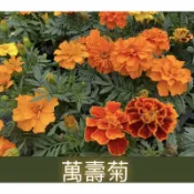 【JEWEL'S茱兒森林小舖】（花卉系列）萬壽菊 菊花 植物 盆栽