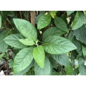 鳳凰花園～南非葉、國寶茶枝條、鮮葉