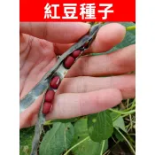 【CoCo園藝】紅豆種子 相思豆種子紅小豆赤小豆不爬藤高產芽苗菜種子#五穀雜糧種子