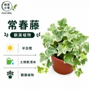 綠意小巷【常春藤】三吋小品。好種。蔓性垂吊。斑葉。耐陰