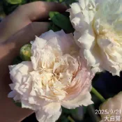 大白鷺 Great Egret 庭院豐花 庭院大花《四季有花玫瑰園》下單前請詳閱敘述 玫瑰苗 玫瑰盆栽