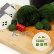 (店+)海綿寶寶綠藻球（S）(AC草影)