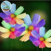 🌼波斯菊種子｜野性之美 純潔之花｜無情開花機器｜四季撒種 輕鬆成花海｜新手首選 高發芽率｜純潔之花 野趣盆栽