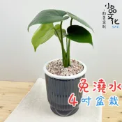 【小品文化】龜背竹【現貨】4吋透明條紋免澆水盆栽 室內植物 室內盆栽 懶人盆栽 水培植物 水培盆栽 室內盆栽 觀葉植物