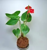 紅火鶴( 苔球 手作水苔球植物 梔子花  小葉赤楠 雪茄  火鶴花 虎尾蘭 )