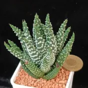 (店+)dongyang 多肉植物-甜甜圈(百合科)