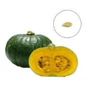 (店+)【蔬菜之家】G70.仁壽栗子南瓜種子1顆F1立式栽培品種植株節間短果實良品率高果實高扁圓形