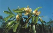 ╭＊田尾玫瑰園＊╯ 珍貴樹種(臺灣烏心石)--高1尺50元