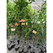 黃金蜜柑樹苗 約一米