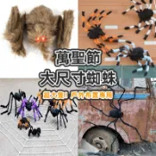 萬聖節 大蜘蛛 超大蜘蛛 發光蜘蛛 絨毛蜘蛛 假蜘蛛 毛蜘蛛 鬼屋布置 派對裝飾 整人玩具 拍攝道具【W5500】