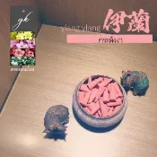 【限時1元】余漾泰國GK伊蘭精油塔香 佛牌 寶塔香 錐香 香錐 香薰 薰香 香塔 塔香 煙供 古曼童 正陰牌