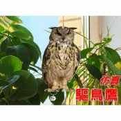 貨比三家 仿真驅鳥鷹 趕鳥綵帶 戶外陽臺驅鳥神器 仿真驅鳥片 庭院嚇鳥 塑膠模擬動物 閃光螺旋驅鳥 小院子造景園藝佈置 嚇鳥風箏