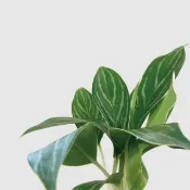 │ 方盆系列 │ 白馬粗肋草 - 空氣淨化 室內植物 水耕盆栽 無土