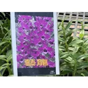 一禪種苗園-花大淡香花色優雅鮮亮〈葉藝攀龍石斛蘭〉季節花卉-1.5吋盆/顏色鮮豔/葉片有藝向/貴氣逼人/觀花/養護容易