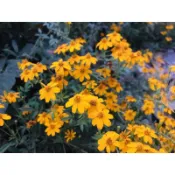 自家無毒栽培 芳香萬壽菊 3吋盆大小 萬壽菊 香草植物