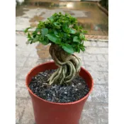 🌸植plant & flower ~ 壽娘子 臭娘子  雀梅  提根型  藝術盆景